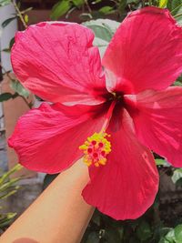 Close-up of pink flower blooming outdoors