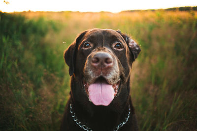 Close-up portrait of black dog on field