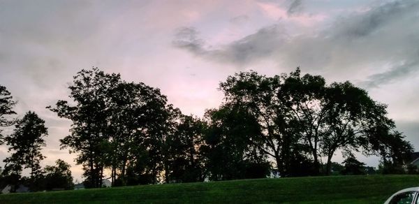 Low angle view of trees on field against sky