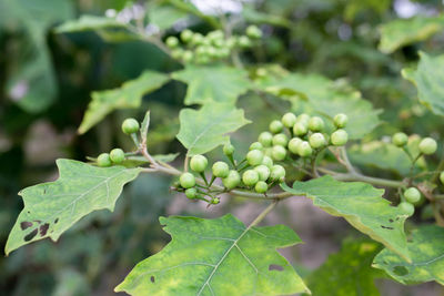 Close-up of fruit growing on plant