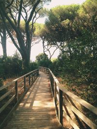 Walkway amidst trees against sky