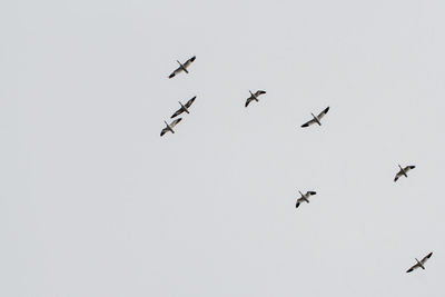 Low angle view of birds flying in sky