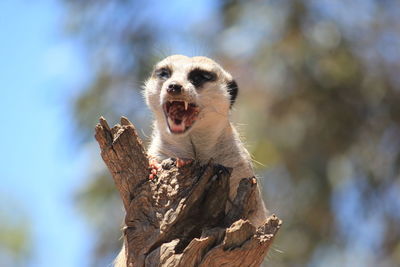 Low angle view of lizard on tree against sky