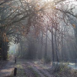 Road amidst trees in forest during foggy weather