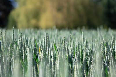 Close-up of crops growing on field