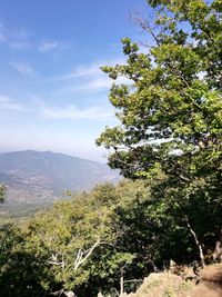 Scenic view of tree mountain against sky