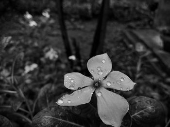 Close-up of raindrops on plant