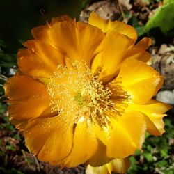 Close-up of raindrops on yellow rose