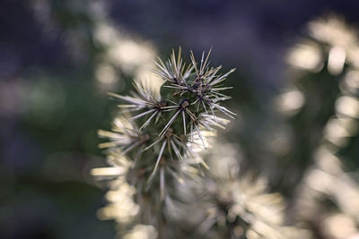 Close-up of plant