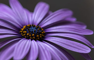 Close-up of purple flower