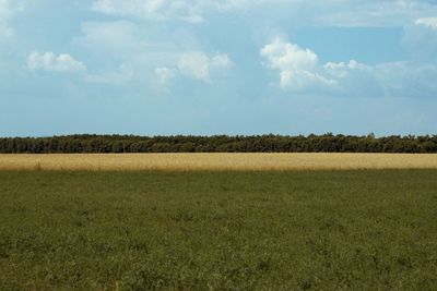 Scenic view of field against sky