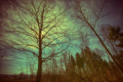 Silhouette bare trees in forest against sky