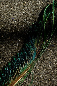 Close-up of a peacock