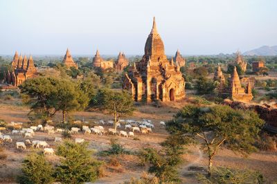 High angle view of cows by ancient temples at bagan archaeological zone