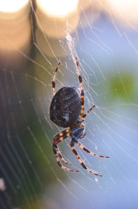 Close-up of spider on web