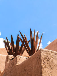 Cactus growing in desert against clear blue sky