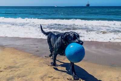 Dog with blue ball at beach against sky