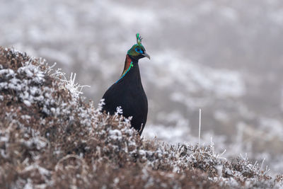 Close-up of bird on snow