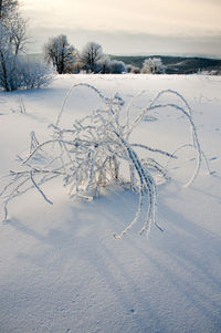 Frosty day on the top of the mountain