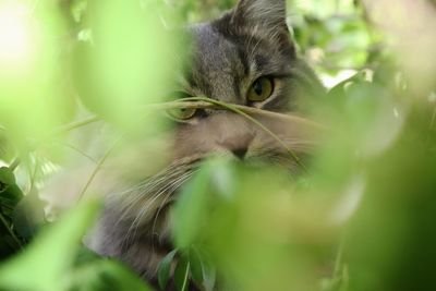 Close-up portrait of a cat