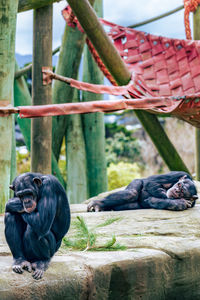 Close-up of monkey