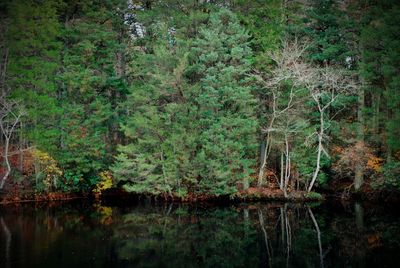 Scenic view of lake in forest