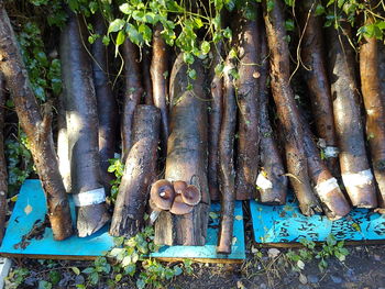 Bamboo hanging from tree trunk in forest