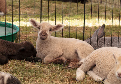 Close-up of sheep on field