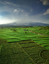 View of sweet potato and rice plantation in the morning with beautiful mountains and clouds