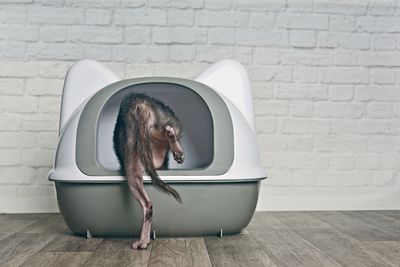 Close-up of cat sitting against wall