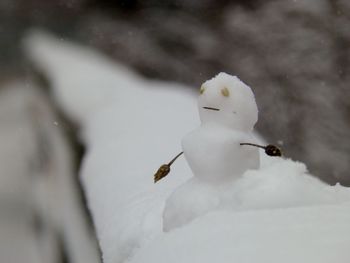 Close-up of snow on leaf during winter