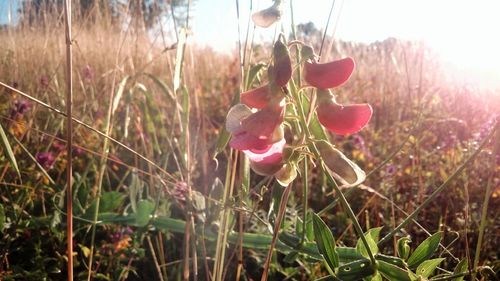 Close-up of flowers against sky