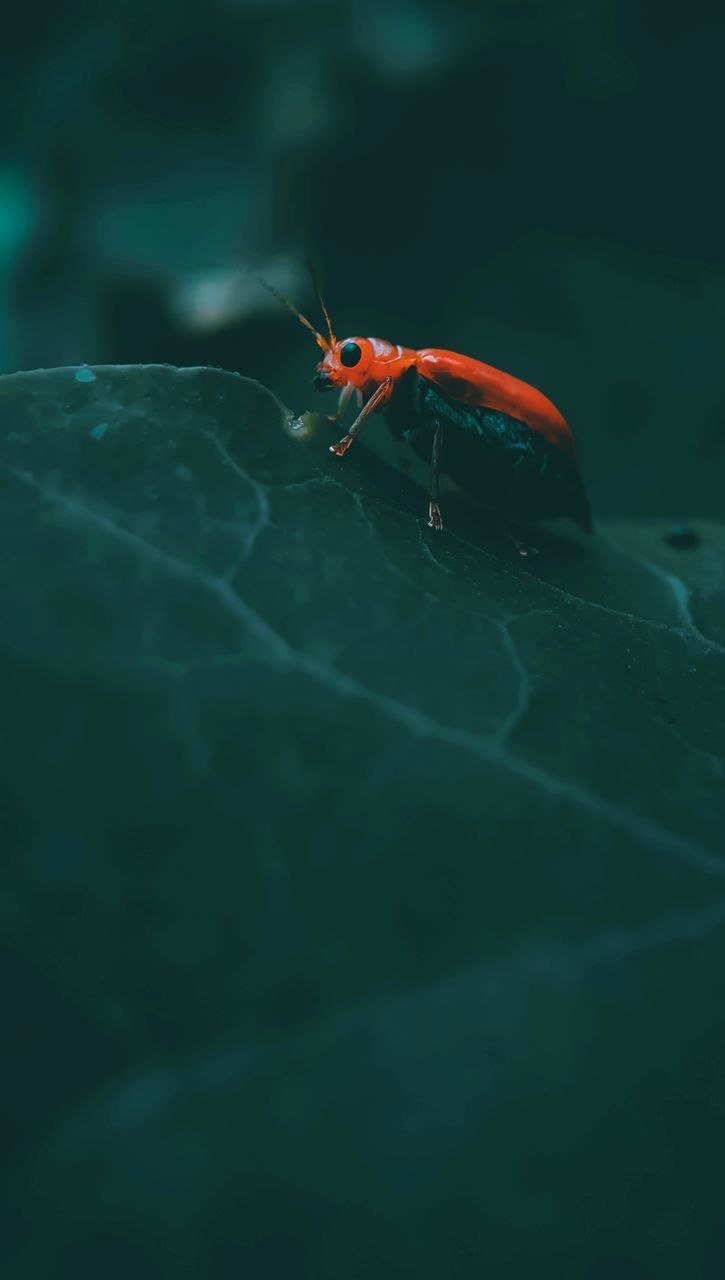 CLOSE-UP OF INSECT ON WATER