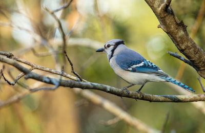 Vibrant blue jay perched on a tree branch is watching the forest on a sunny day