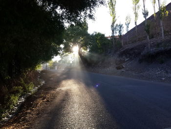 Road along trees