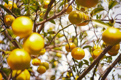 Low angle view of yellow fruits on tree