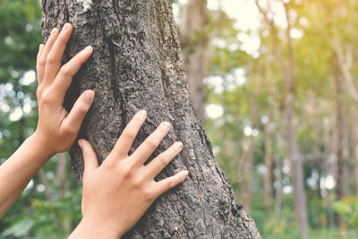 Cropped hands of woman holding tree trunk in forest