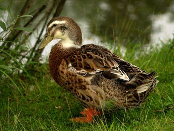 Side view of a mallard duck on field