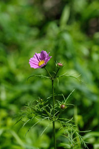 Close-up of butterfly on flower