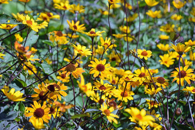 Close-up of yellow flowering plants on field