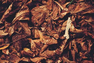 Full frame shot of leaves