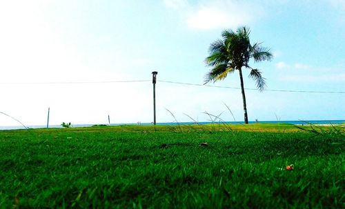 Scenic view of grassy field against sky