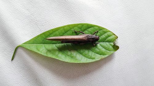 High angle view of insect on leaf over white background