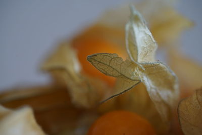 Close-up of orange