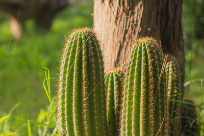 Close-up of succulent plant on field