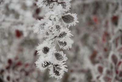 Close-up of flowers