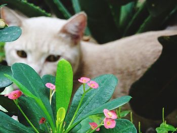 Close-up of cat on plant