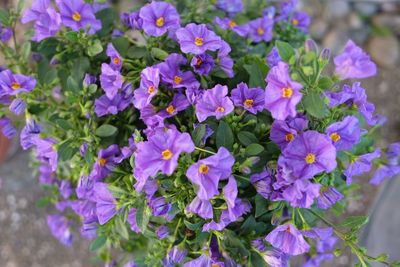 Purple flowers blooming outdoors