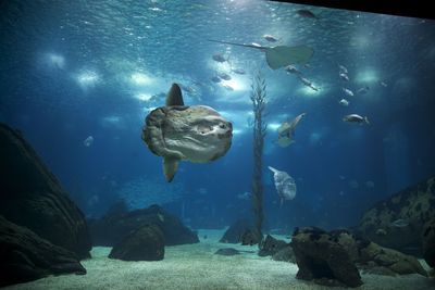 Fish swimming in aquarium