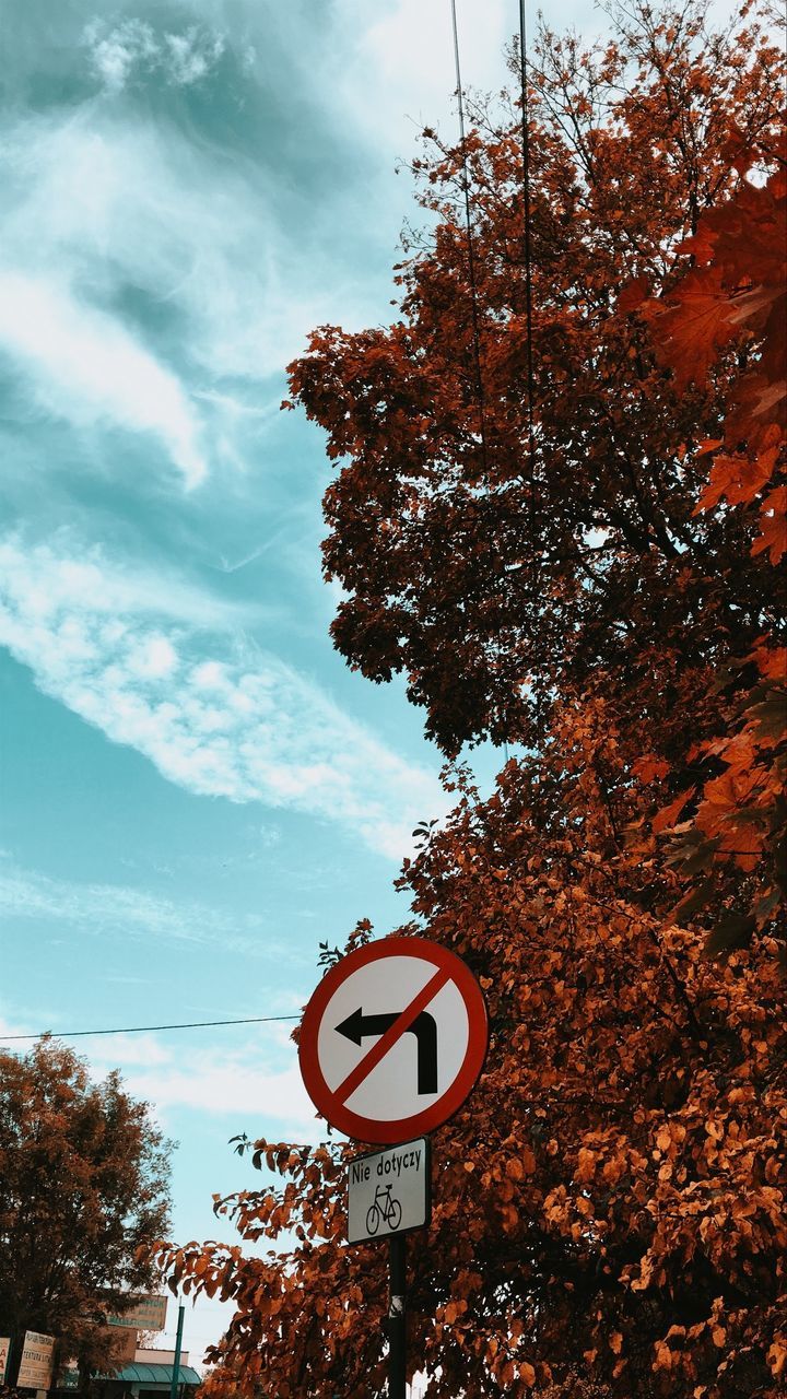tree, sky, sign, plant, communication, nature, road sign, cloud, road, no people, guidance, day, low angle view, autumn, leaf, outdoors, stop sign, red, evening, transportation, sunlight, information sign